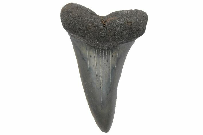 Fossil Mako Tooth - Lee Creek (Aurora), NC #220061